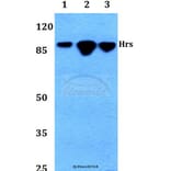 Anti-Hrs (R481) Antibody from Bioworld Technology (BS2448) - Antibodies.com