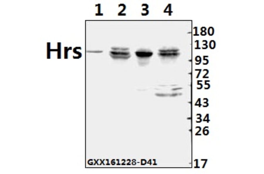 Anti-Hrs (R481) Antibody from Bioworld Technology (BS2448) - Antibodies.com