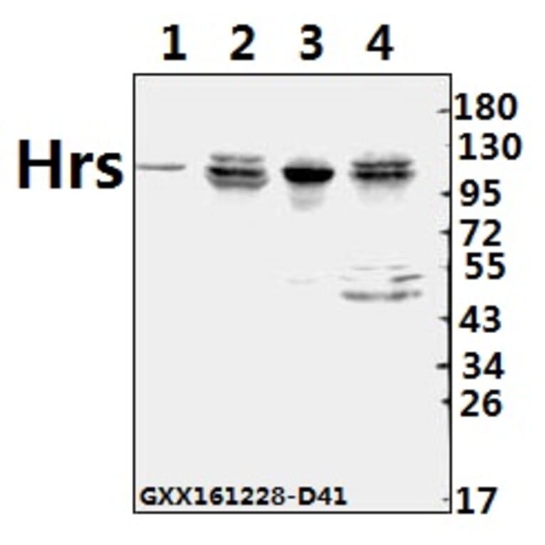 Anti-Hrs (R481) Antibody from Bioworld Technology (BS2448) - Antibodies.com