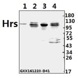 Anti-Hrs (R481) Antibody from Bioworld Technology (BS2448) - Antibodies.com