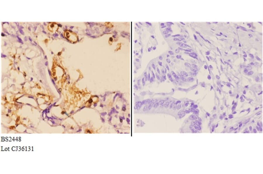 Anti-Hrs (R481) Antibody from Bioworld Technology (BS2448) - Antibodies.com
