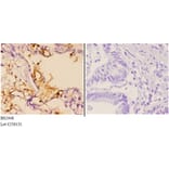 Anti-Hrs (R481) Antibody from Bioworld Technology (BS2448) - Antibodies.com