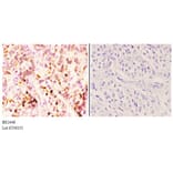 Anti-Hrs (R481) Antibody from Bioworld Technology (BS2448) - Antibodies.com