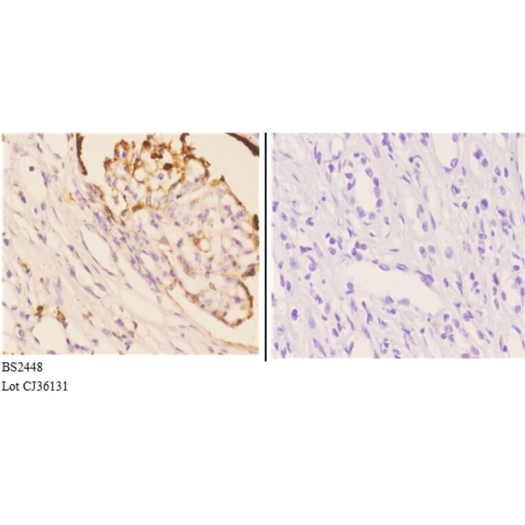 Anti-Hrs (R481) Antibody from Bioworld Technology (BS2448) - Antibodies.com