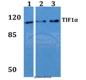 Anti-TIF1α (Q1034) Antibody from Bioworld Technology (BS2449) - Antibodies.com