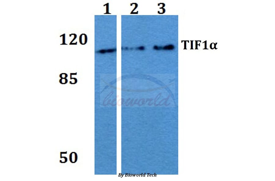 Anti-TIF1α (Q1034) Antibody from Bioworld Technology (BS2449) - Antibodies.com