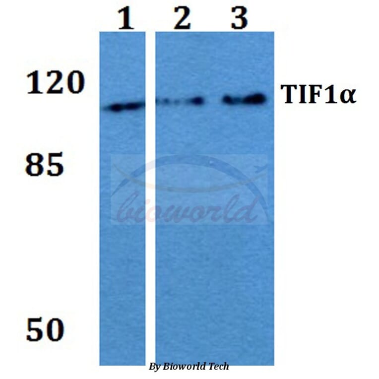 Anti-TIF1α (Q1034) Antibody from Bioworld Technology (BS2449) - Antibodies.com
