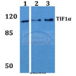 Anti-TIF1α (Q1034) Antibody from Bioworld Technology (BS2449) - Antibodies.com
