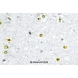 Anti-TIF1α (Q1034) Antibody from Bioworld Technology (BS2449) - Antibodies.com