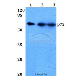 Anti-p73 (P298) Antibody from Bioworld Technology (BS2452) - Antibodies.com