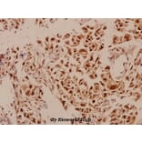Anti-p73 (P298) Antibody from Bioworld Technology (BS2452) - Antibodies.com
