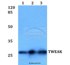 Anti-TWEAK (P73) Antibody from Bioworld Technology (BS2454) - Antibodies.com