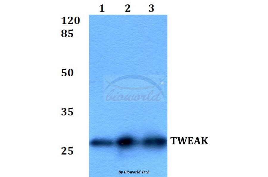 Anti-TWEAK (P73) Antibody from Bioworld Technology (BS2454) - Antibodies.com