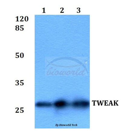 Anti-TWEAK (P73) Antibody from Bioworld Technology (BS2454) - Antibodies.com