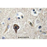 Anti-TWEAK (P73) Antibody from Bioworld Technology (BS2454) - Antibodies.com