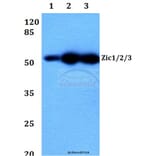 Anti-Zic1/2/3 (D348) Antibody from Bioworld Technology (BS2455) - Antibodies.com