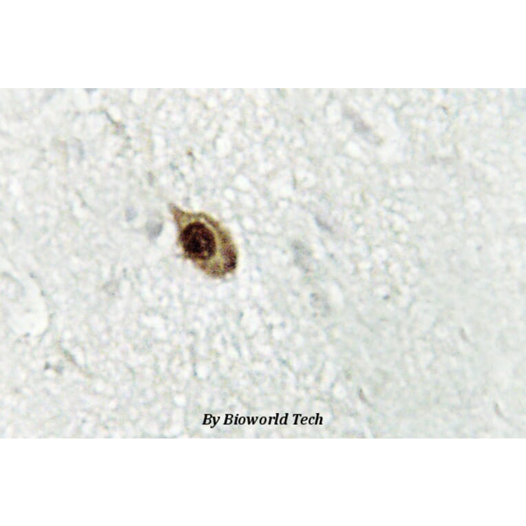 Anti-Zic1/2/3 (D348) Antibody from Bioworld Technology (BS2455) - Antibodies.com