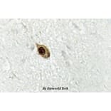 Anti-Zic1/2/3 (D348) Antibody from Bioworld Technology (BS2455) - Antibodies.com