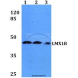 Anti-LMX1B (D159) Antibody from Bioworld Technology (BS2457) - Antibodies.com