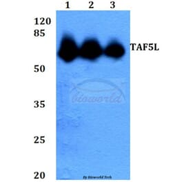 Anti-TAF5L (E323) Antibody from Bioworld Technology (BS2460) - Antibodies.com