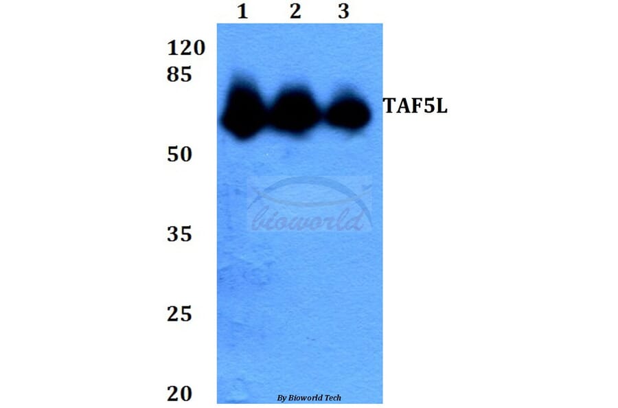 Anti-TAF5L (E323) Antibody from Bioworld Technology (BS2460) - Antibodies.com
