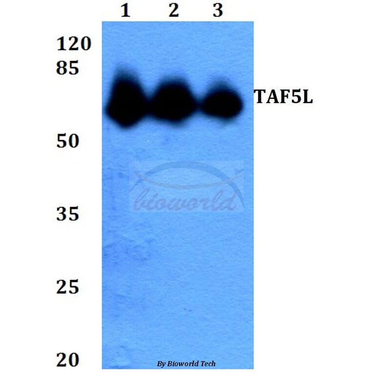 Anti-TAF5L (E323) Antibody from Bioworld Technology (BS2460) - Antibodies.com