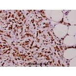 Anti-TAF5L (E323) Antibody from Bioworld Technology (BS2460) - Antibodies.com