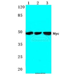 Anti-Myc (K422) Antibody from Bioworld Technology (BS2462) - Antibodies.com