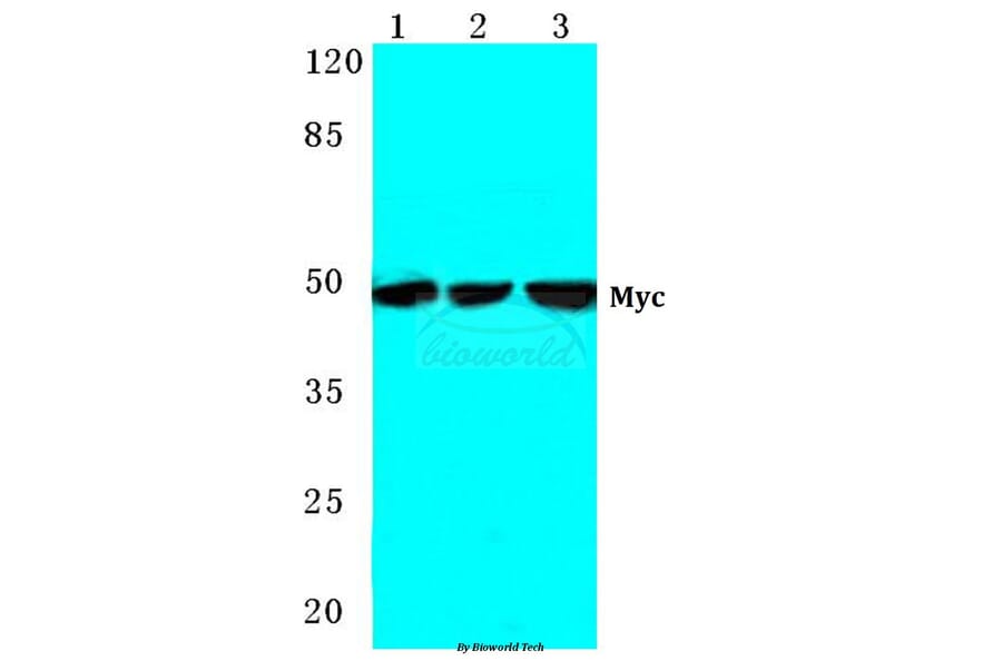 Anti-Myc (K422) Antibody from Bioworld Technology (BS2462) - Antibodies.com