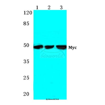 Anti-Myc (K422) Antibody from Bioworld Technology (BS2462) - Antibodies.com