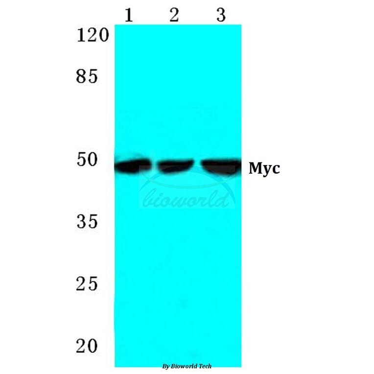 Anti-Myc (K422) Antibody from Bioworld Technology (BS2462) - Antibodies.com