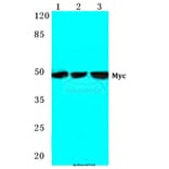 Anti-Myc (K422) Antibody from Bioworld Technology (BS2462) - Antibodies.com