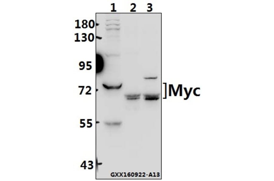 Anti-Myc (K422) Antibody from Bioworld Technology (BS2462) - Antibodies.com