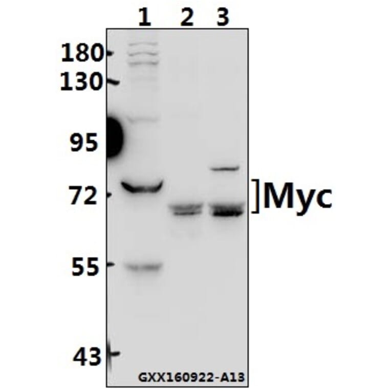 Anti-Myc (K422) Antibody from Bioworld Technology (BS2462) - Antibodies.com