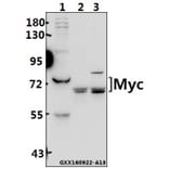 Anti-Myc (K422) Antibody from Bioworld Technology (BS2462) - Antibodies.com