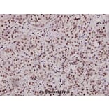 Anti-Myc (K422) Antibody from Bioworld Technology (BS2462) - Antibodies.com