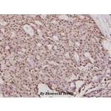 Anti-ErbB2/HER2 (K676) Antibody from Bioworld Technology (BS2463) - Antibodies.com