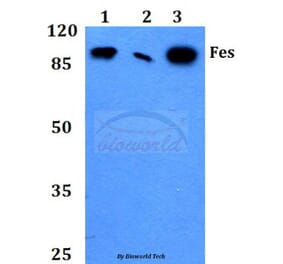 Anti-Fes (K161) Antibody from Bioworld Technology (BS2464) - Antibodies.com