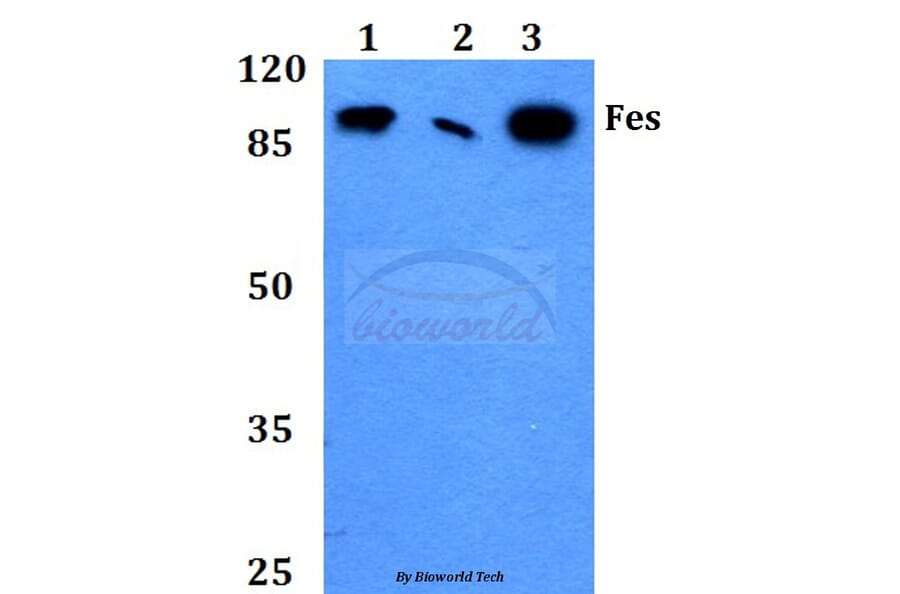 Anti-Fes (K161) Antibody from Bioworld Technology (BS2464) - Antibodies.com