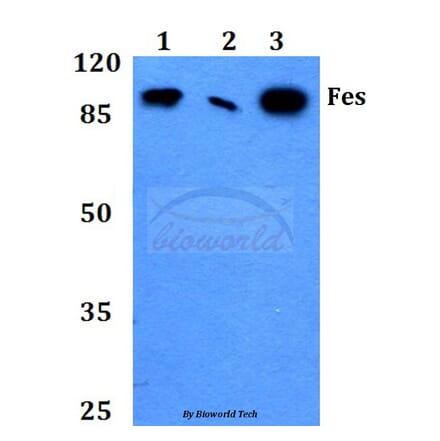 Anti-Fes (K161) Antibody from Bioworld Technology (BS2464) - Antibodies.com
