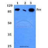 Anti-Fes (K161) Antibody from Bioworld Technology (BS2464) - Antibodies.com