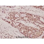 Anti-Fes (K161) Antibody from Bioworld Technology (BS2464) - Antibodies.com