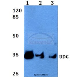 Anti-UDG (H221) Antibody from Bioworld Technology (BS2465) - Antibodies.com
