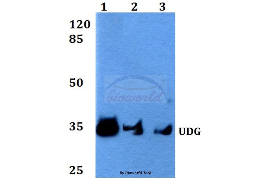 Anti-UDG (H221) Antibody from Bioworld Technology (BS2465) - Antibodies.com