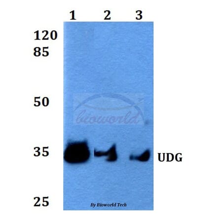 Anti-UDG (H221) Antibody from Bioworld Technology (BS2465) - Antibodies.com