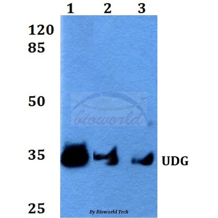 Anti-UDG (H221) Antibody from Bioworld Technology (BS2465) - Antibodies.com