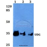 Anti-UDG (H221) Antibody from Bioworld Technology (BS2465) - Antibodies.com