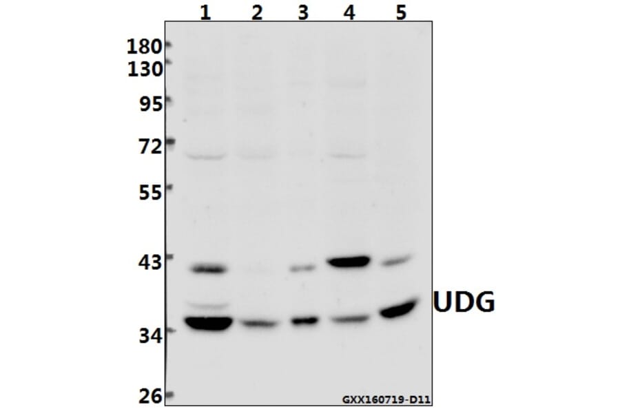 Anti-UDG (H221) Antibody from Bioworld Technology (BS2465) - Antibodies.com