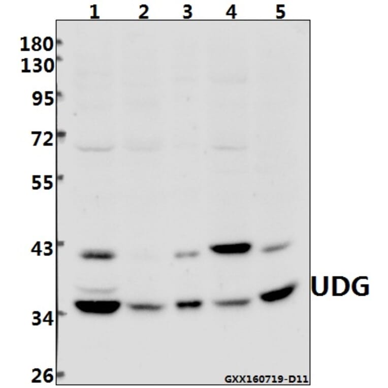 Anti-UDG (H221) Antibody from Bioworld Technology (BS2465) - Antibodies.com