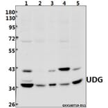 Anti-UDG (H221) Antibody from Bioworld Technology (BS2465) - Antibodies.com